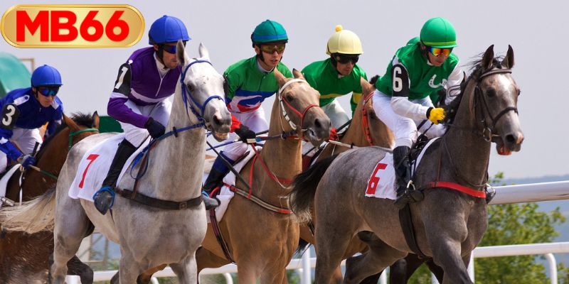 เดิมพันแข่งม้า MB66 - คู่มือฉบับสมบูรณ์สำหรับมือใหม่
